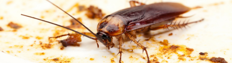 American Cockroach American Cockroach