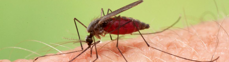 Anopheles Mosquitoes Anopheles Mosquitoes