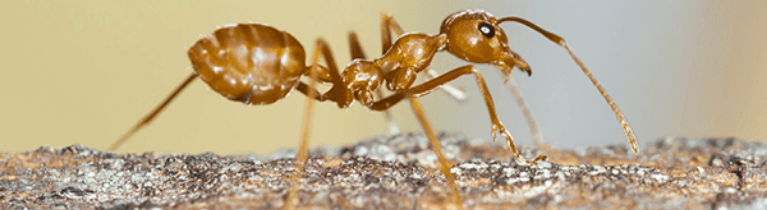 CRAZY ANTS CRAZY ANTS