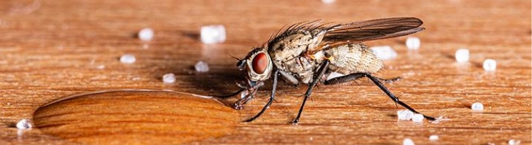 HOUSE FLIES HOUSE FLIES