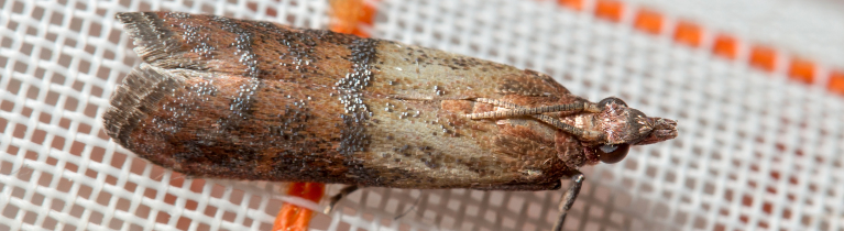 Indian Meal Moth Indian Meal Moth