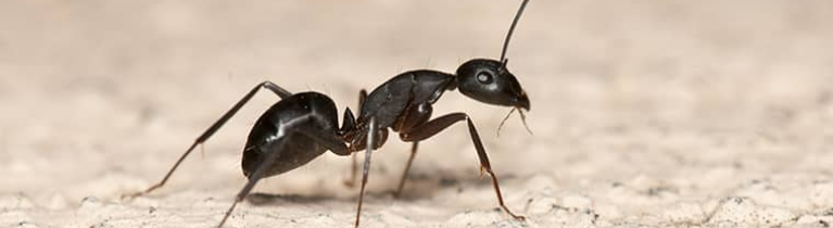 LITTLE BLACK ANTS LITTLE BLACK ANTS