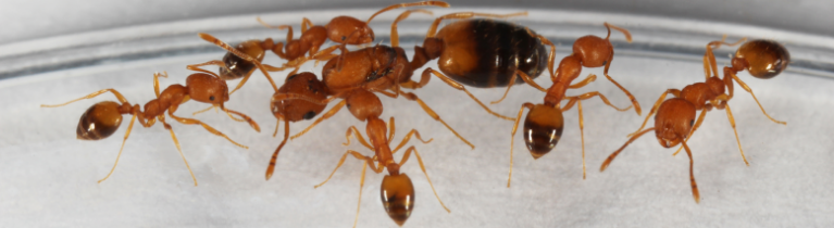 PHARAOH ANTS PHARAOH ANTS