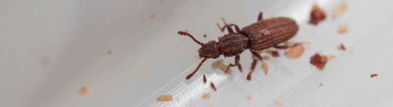 Powder Post Beetle Powder Post Beetle