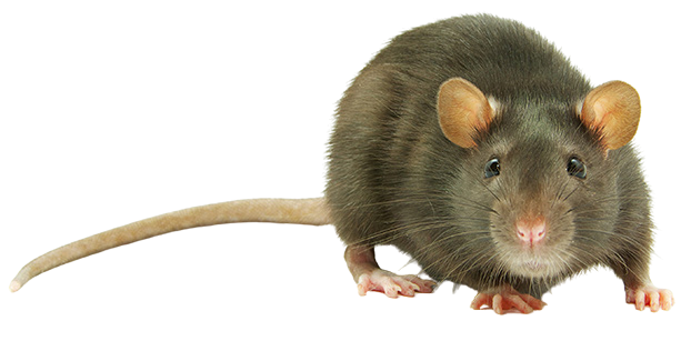 rat-isolated-white-removebg-preview