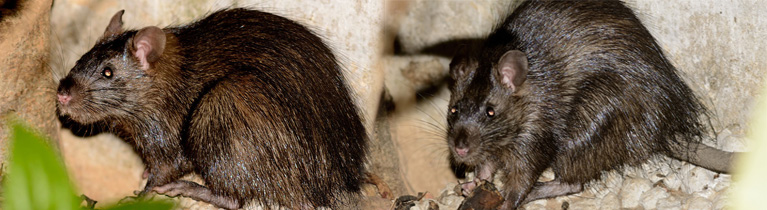 Greater-Bandicoot-Rat-a
