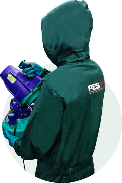 di-ms-v2